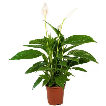 Peace Lily Plant - Spathiphyllum