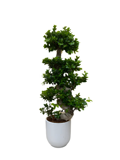 Tall Bonsai Tree in Premium Pot (130–150cm)
