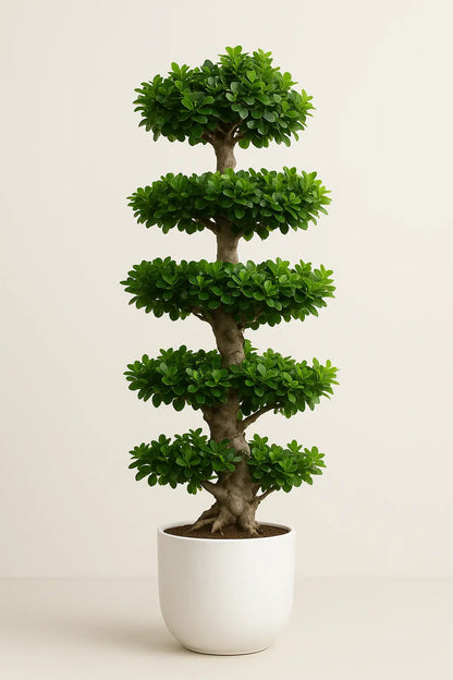 Tall Bonsai Tree in Premium Pot (130–150cm)