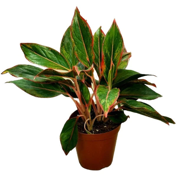 Aglaonema King of Siam Plant