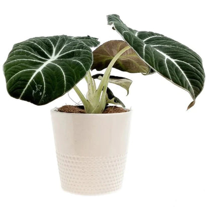 Alocasia Black Velvet Dwarf