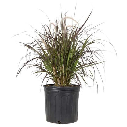 Pennisetum Rubrum, Purple Fountain Grass, African Fountain Grass, Tender Fountain Grass