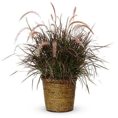 Pennisetum Rubrum, Purple Fountain Grass, African Fountain Grass, Tender Fountain Grass