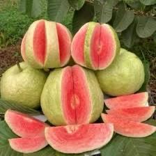 Guava Tree, Psidium Guajava