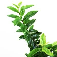 Guava Tree, Psidium Guajava