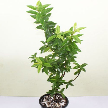 Guava Tree, Psidium Guajava