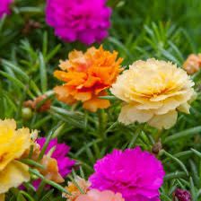 Rose Moss, Portulaca Grandiflora