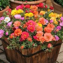 Rose Moss, Portulaca Grandiflora