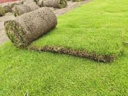 Natural Carpet Grass, American Bermuda)
