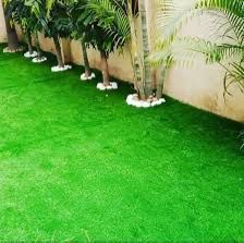 Natural Carpet Grass, American Bermuda)