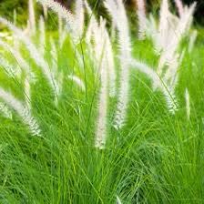 Pennisetum Setaceum, African Fountain Grass, Tender Fountain Grass