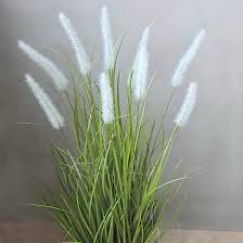 Pennisetum Setaceum, African Fountain Grass, Tender Fountain Grass