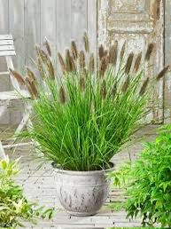 Pennisetum Setaceum, African Fountain Grass, Tender Fountain Grass