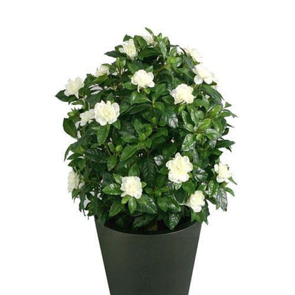 Jasminoides, Cape Jasmine, Outdoor