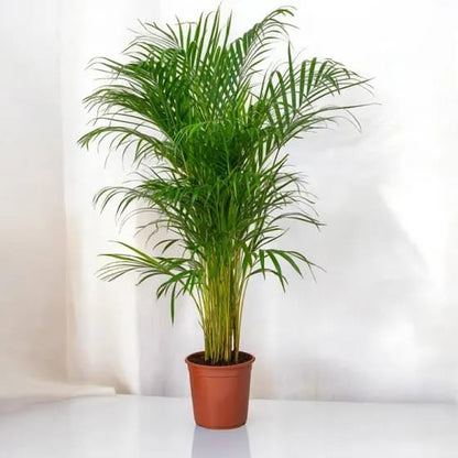 Areca Palm in Ceramic Pot -In Just 199AED