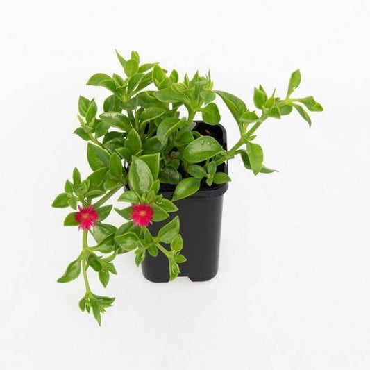 Aptenia - Baby Sun Rose