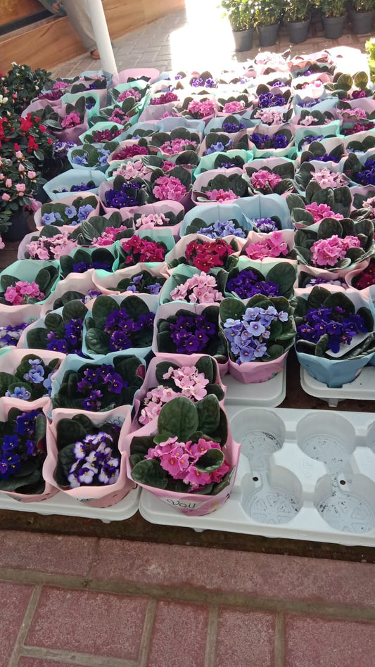 African Violets, Saintpaulia