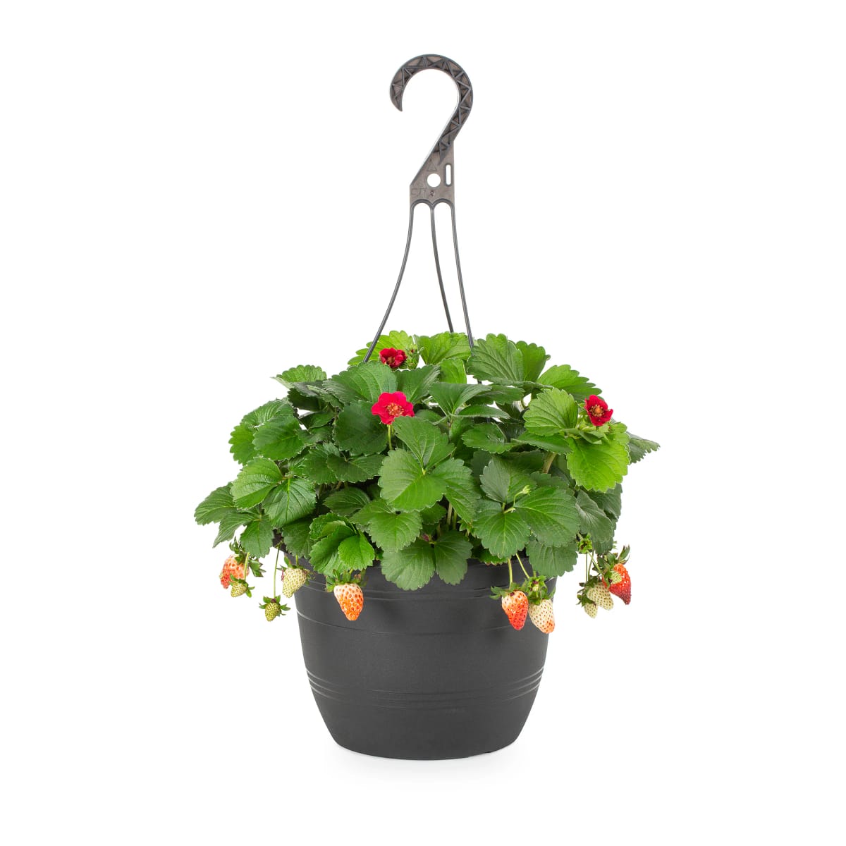 Strawberry | Fragaria Ananassa