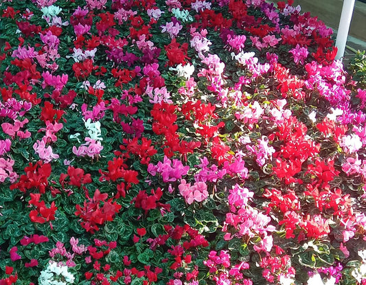 Cyclamen Plant