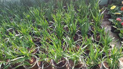 Onion Plant