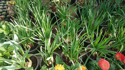 Onion Plant