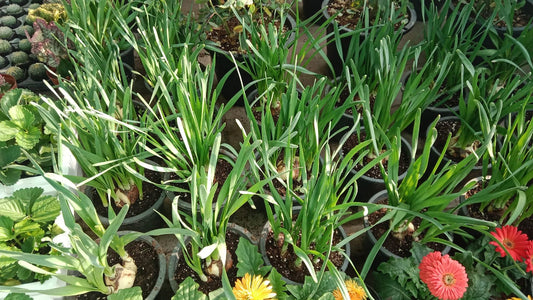 Onion Plant