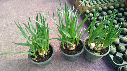 Onion Plant
