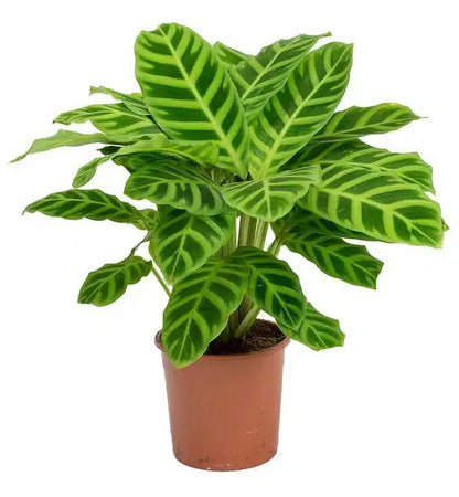Zebra Plant