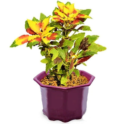 Amaranthus Tricolor