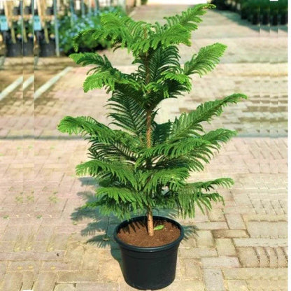 Araucaria heterophylla, Norfolk Island Pine, Indoor