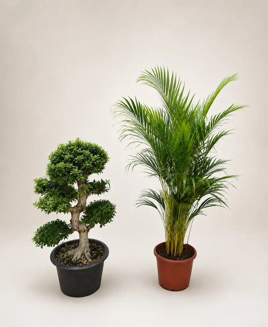 Areca and Bonsai Bundle in Ceramic pot