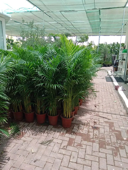 Areca and Bonsai Bundle in Ceramic pot
