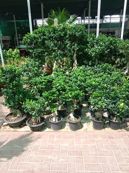 Areca and Bonsai Bundle in Ceramic pot