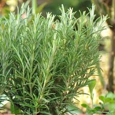Rosmarinus Officialis, Rosemary Herb outdoor