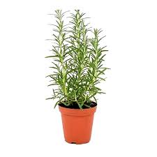 Rosmarinus Officialis, Rosemary Herb outdoor