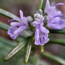 Rosmarinus Officialis, Rosemary Herb Indoor