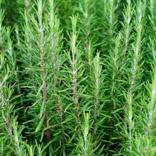 Rosmarinus Officialis, Rosemary Herb Indoor