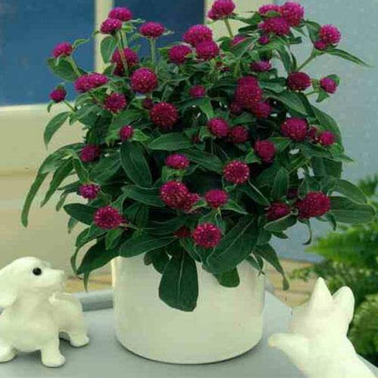 Gompherena Flowers (small)