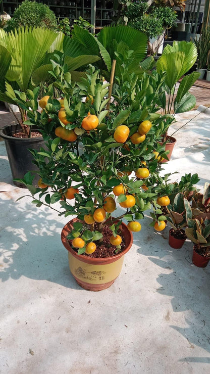 Mandarin orange Plant