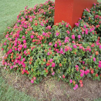 Lantana Camara Pink
