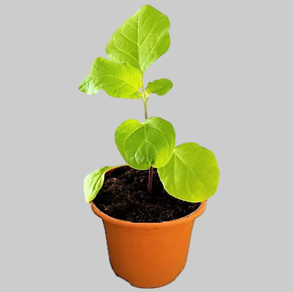 Small potted plant with green leaves on a white background