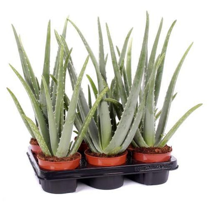 Aloe Vera, Medicina Aloe, Savila, Outdoor Plant