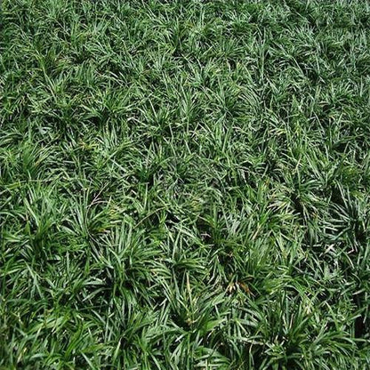 Dwarf Lilyturf, Ophiopogon Jaburan