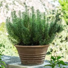 Rosmarinus Officialis, Rosemary Herb outdoor