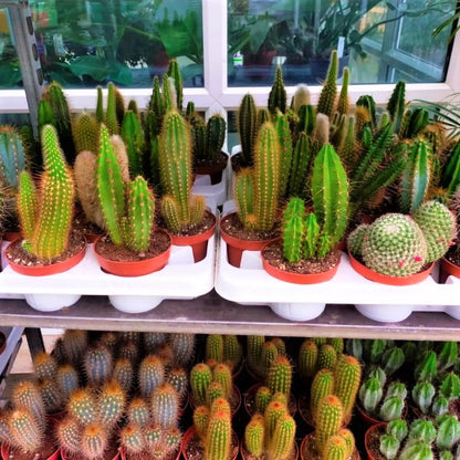 Ornamental Cactus Plant