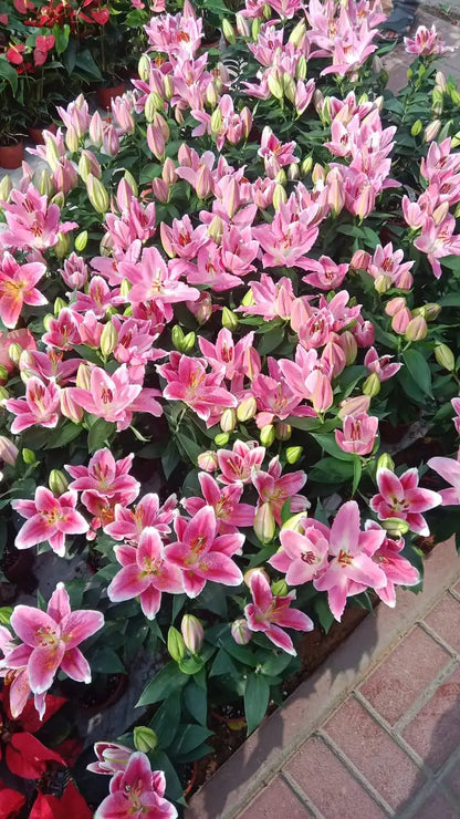 Lilium Lily
