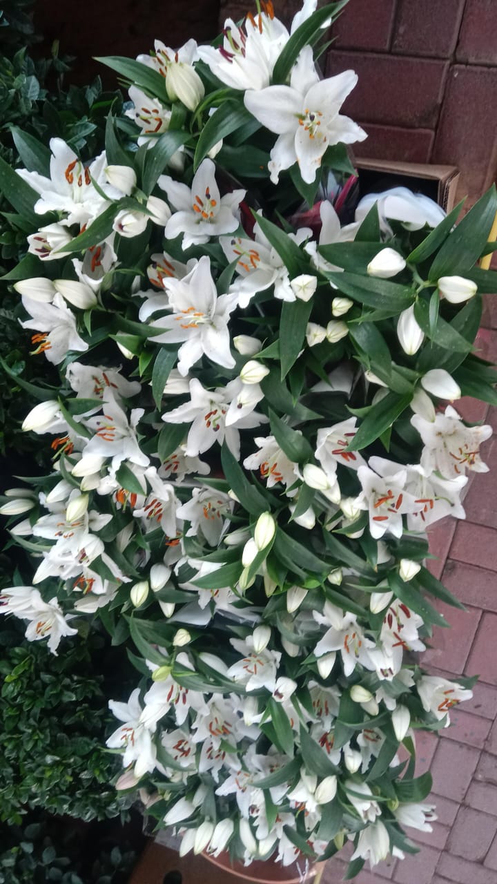 Lilium Lily