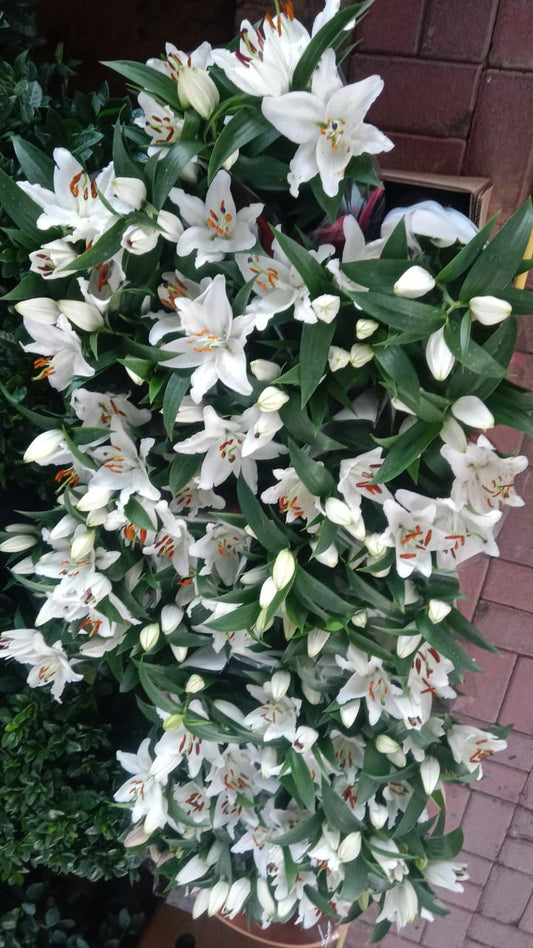 Lilium Lily