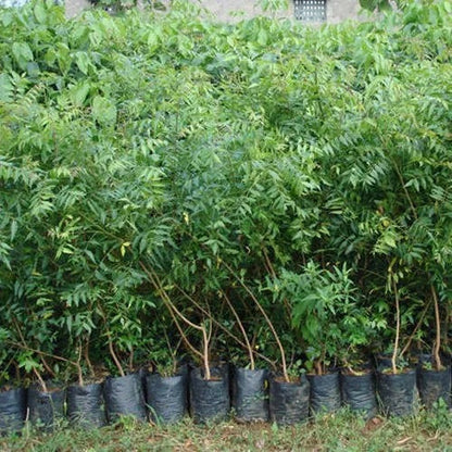 Neem Tree, Neem Plant, Azadirachta indica