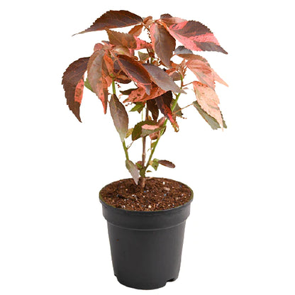 Acalypha wilkesiana, Copper Leaf
